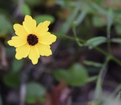 Coreopsis leavenworthii