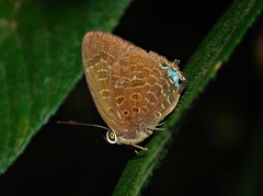 Arhopala aurea
