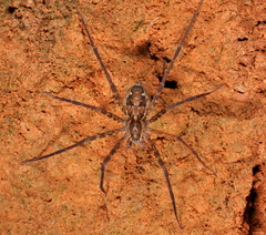 Trechaleoides