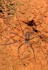 Trechaleoides