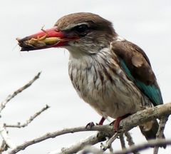 Gryllotalpa africana
