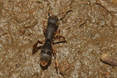 Pseudoneoponera bispinosa