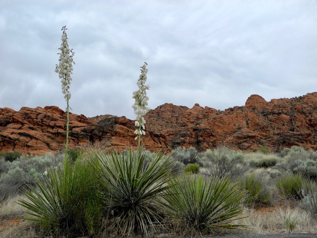 Yucca utahensis, Washington County, UT, USA