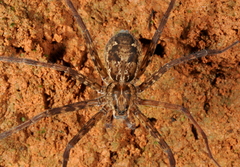 Trechaleoides