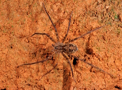 Trechaleoides