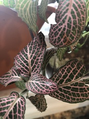 Fittonia