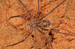 Trechaleoides