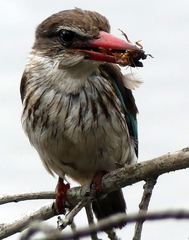 Gryllotalpa africana