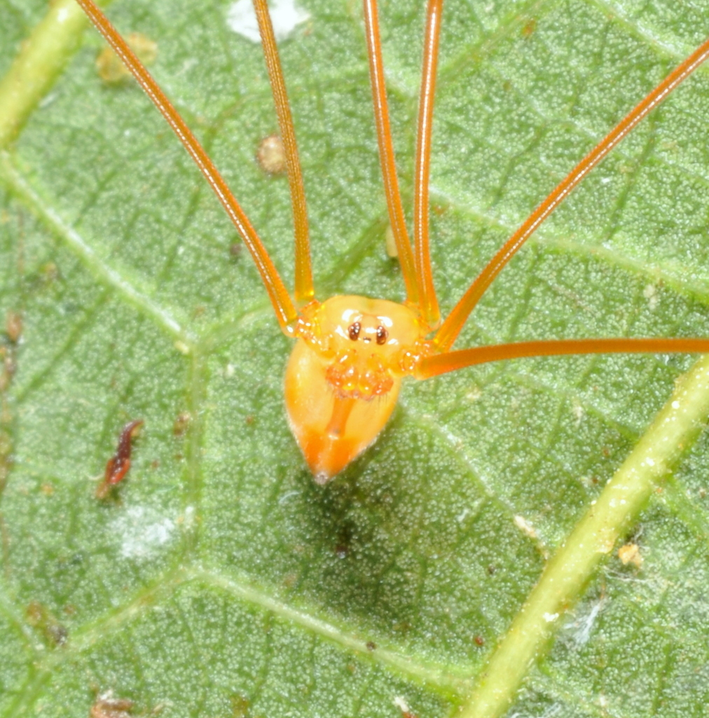 Carapoia lutea