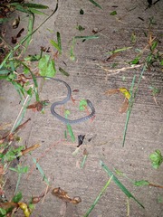 Clonophis kirtlandii
