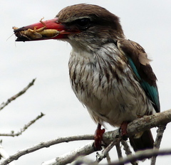 Gryllotalpa africana