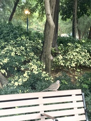 Streptopelia chinensis