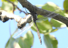 Somatochlora williamsoni