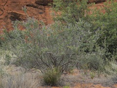 Psorothamnus fremontii