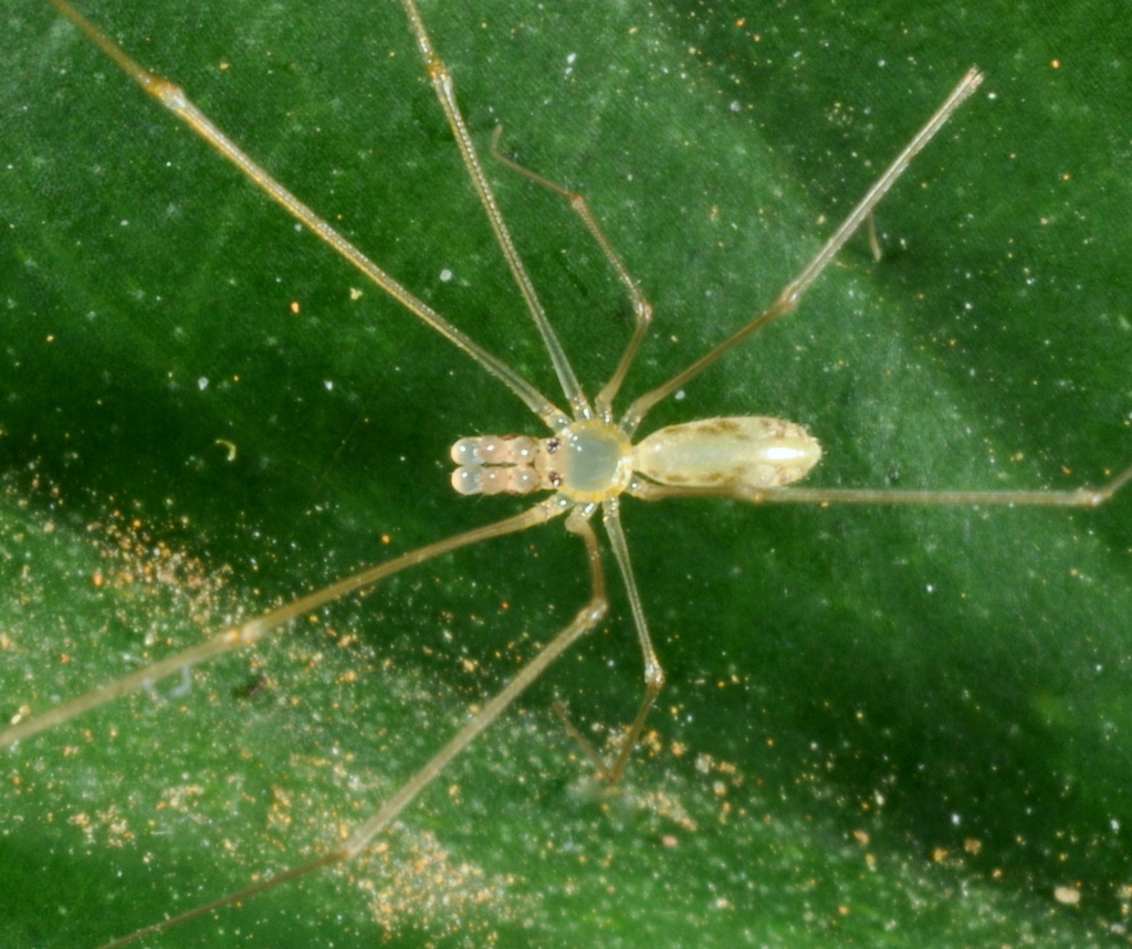 Metagonia