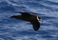 Procellaria conspicillata