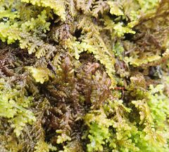 Lepidolaena taylorii