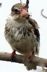 Gryllotalpa africana