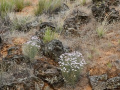 Erigeron utahensis