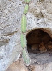 Acanthocereus chiapensis