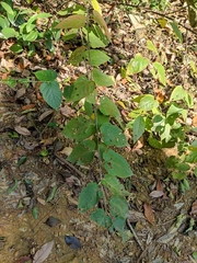 Rubus corchorifolius