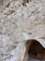 Acanthocereus chiapensis
