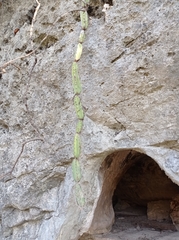 Acanthocereus chiapensis
