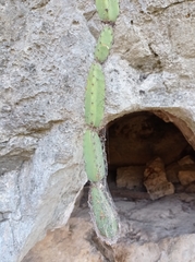 Acanthocereus chiapensis