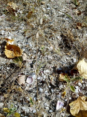 Silene subconica