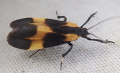 Lycomorphodes