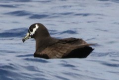 Procellaria conspicillata