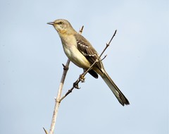 Mimus polyglottos image