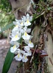 Rodriguezia bracteata