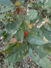 Photinia parvifolia
