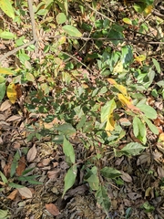 Photinia parvifolia
