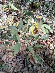 Photinia parvifolia