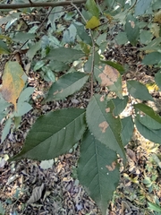 Photinia parvifolia