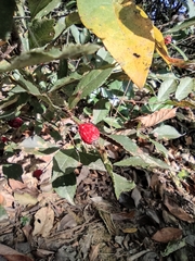 Photinia parvifolia