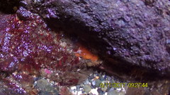 Balanophyllia elegans