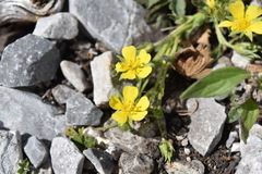 Potentilla rhyolitica rhyolitica