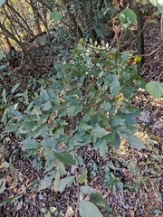 Photinia parvifolia