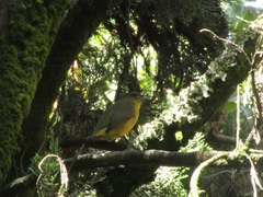 Euphonia laniirostris