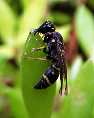 Parancistrocerus pedestris