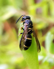 Parancistrocerus pedestris