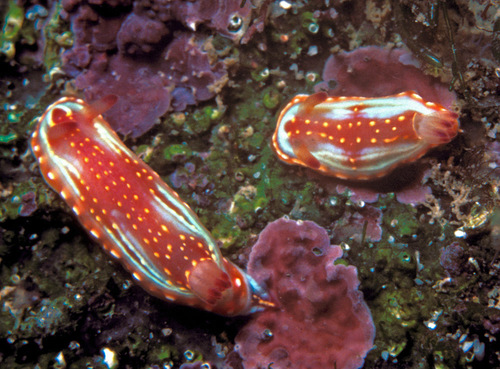 Sphon's Chromodorid