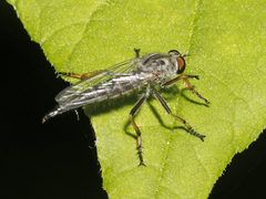 Neoitamus flavofemoratus