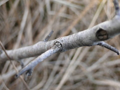 Satyrium spini