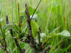 Satyrium spini
