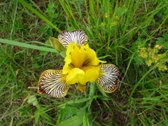 Iris variegata