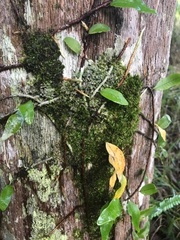 Microgramma lycopodioides